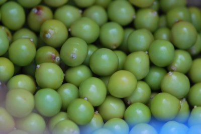 Koelreuteria paniculata -svitel latnatý-zrající plody